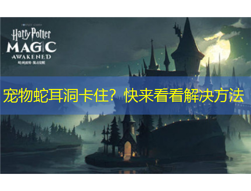 寵物蛇耳洞卡??？快來看看解決方法