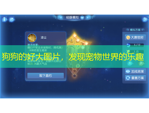 狗狗的好大圖片，發(fā)現(xiàn)寵物世界的樂趣