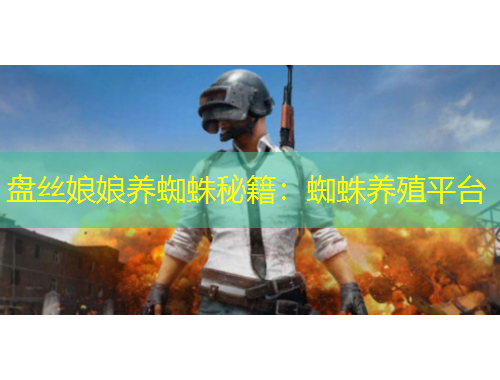 盤絲娘娘養(yǎng)蜘蛛秘籍：蜘蛛養(yǎng)殖平臺(tái)