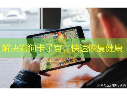 解決狗狗卡子宮，快速恢復(fù)健康